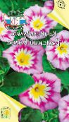 I fiori da giardino Gloria Di Mattina Terra, Morning Glory Cespuglio, Silverbush, Convolvulus foto, caratteristiche rosa