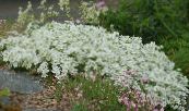I fiori da giardino Sandwort, Minuartia foto, caratteristiche bianco