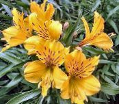 les fleurs du jardin Alstroemeria, Lis Péruvien, Lis Des Incas photo, les caractéristiques jaune