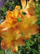 les fleurs du jardin Alstroemeria, Lis Péruvien, Lis Des Incas photo, les caractéristiques orange