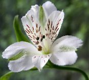 Gartenblumen Inkalilien, Peruanische Lilie, Lilie Der Inkas, Alstroemeria foto, Merkmale weiß