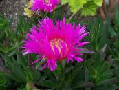 I fiori da giardino Impianto Di Ghiaccio, Mesembryanthemum crystallinum foto, caratteristiche rosa