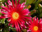 Gartenblumen Mittagsblume, Mesembryanthemum crystallinum foto, Merkmale rot