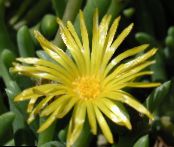 Gartenblumen Mittagsblume, Mesembryanthemum crystallinum foto, Merkmale gelb