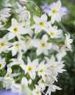 les fleurs du jardin Gloire Du Soleil, Leucocoryne photo, les caractéristiques blanc