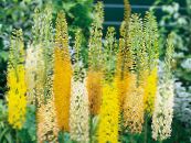 I fiori da giardino Coda Di Volpe Giglio, Candela Deserto, Eremurus foto, caratteristiche giallo