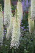 Gartenblumen Fuchsschwanz Lilie, Wüste Kerze, Eremurus foto, Merkmale weiß