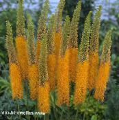 Garden Flowers Foxtail Lily, Desert Candle, Eremurus photo, characteristics orange