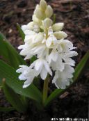 les fleurs du jardin Scille Rayé, Congère, Stardrift Début, Puschkinia photo, les caractéristiques blanc