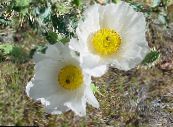 les fleurs du jardin Argemona photo, les caractéristiques blanc