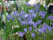 I fiori da giardino Triteleia, Erba Dado, Ithuriel Di Lancia, Cesto Wally foto, caratteristiche azzurro