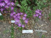 I fiori da giardino Triteleia, Erba Dado, Ithuriel Di Lancia, Cesto Wally foto, caratteristiche lilla