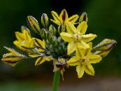 I fiori da giardino Triteleia, Erba Dado, Ithuriel Di Lancia, Cesto Wally foto, caratteristiche giallo