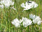 les fleurs du jardin Triteleia, L'herbe Écrou, Ithuriel De Lance, Wally Panier photo, les caractéristiques blanc