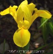Gartenblumen Niederländisch Iris, Iris Spanisch, Xiphium foto, Merkmale gelb