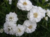 Gartenblumen Sneezewort, Sonnenbraut, Brideflower, Achillea ptarmica foto, Merkmale weiß