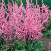 Garden Flowers Russian Statice, Pink Pokers, Suworow Statice, Psylliostachys suworowii photo, characteristics pink