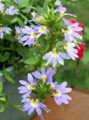Gartenblumen Fee Fan Blume, Scaevola aemula foto, Merkmale hellblau
