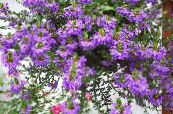 I fiori da giardino Fata Ventilatore Fiore, Scaevola aemula foto, caratteristiche porpora