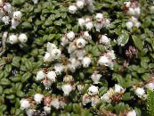 les fleurs du jardin Arcterica, Arcterica nana, Makino photo, les caractéristiques blanc