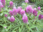 Garden Flowers Red Feathered Clover, Ornamental Clover, Red Trefoil, Trifolium rubens photo, characteristics lilac