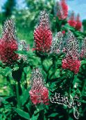 Garden Flowers Red Feathered Clover, Ornamental Clover, Red Trefoil, Trifolium rubens photo, characteristics red