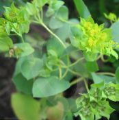 I fiori da giardino Orecchio Di Lepre, Roundleaf Thorow Cera, Thoroughwax, Bupleurum rotundifolium foto, caratteristiche verde