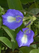 les fleurs du jardin Papillon Pois, Clitoria ternatea photo, les caractéristiques bleu