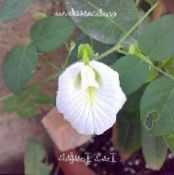 les fleurs du jardin Papillon Pois, Clitoria ternatea photo, les caractéristiques blanc