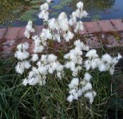 Garden Flowers Cotton Grass, Eriophorum photo, characteristics white
