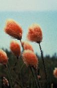 I fiori da giardino Erba Di Cotone, Eriophorum foto, caratteristiche arancione