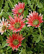 les fleurs du jardin Cape Marguerite, Monarque De Le Veld, Arctotis photo, les caractéristiques rouge