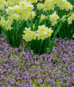 I fiori da giardino Mazus, Mazus reptans foto, caratteristiche lilla