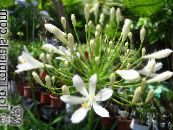 I fiori da giardino Giglio Del Nilo, Giglio Africano, Agapanthus africanus foto, caratteristiche bianco