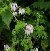 Gartenblumen Allegheny Vine, Kletter Erdrauch, Mountain Pony, Adlumia fungosa foto, Merkmale rosa