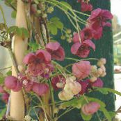 les fleurs du jardin Cinq Feuilles Akebia, Vigne De Chocolat, Akebia quinata photo, les caractéristiques vineux