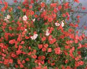 I fiori da giardino Mascherina Del Fiore, Alonsoa foto, caratteristiche rosso