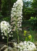 les fleurs du jardin Voler Poison, Amianthium muscaetoxicum photo, les caractéristiques blanc