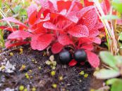 Gartenblumen Arctous foto, Merkmale rot