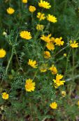 I fiori da giardino Anacyclus Radiatus foto, caratteristiche giallo