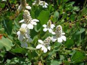 les fleurs du jardin Yerba Mansa, Fausse Anémone, Lézard Queue, Anemopsis californica photo, les caractéristiques blanc