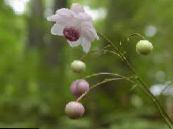 Gartenblumen Falsche Anemone, Anemonopsis macrophylla foto, Merkmale flieder