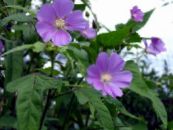 Garden Flowers Snowcup, Spurred Anoda, Wild Cotton, Anoda cristata photo, characteristics lilac