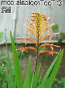 Garden Flowers Pennants, African Cornflag, Cobra Lily, Chasmanthe (Antholyza) photo, characteristics red