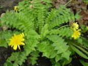 I fiori da giardino Insalata Maiale Odoroso, Aposeris foetida foto, caratteristiche giallo