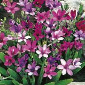 Gartenblumen Pavian Blume, Babiana, Gladiolus strictus, Ixia plicata foto, Merkmale lila