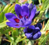 Gartenblumen Pavian Blume, Babiana, Gladiolus strictus, Ixia plicata foto, Merkmale blau