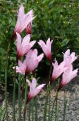 les fleurs du jardin Pluie Lys, Habranthus photo, les caractéristiques rose