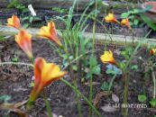 les fleurs du jardin Pluie Lys, Habranthus photo, les caractéristiques orange