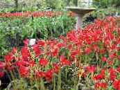I fiori da giardino Oxblood Giglio, Giglio Scuola, Rhodophiala foto, caratteristiche rosso